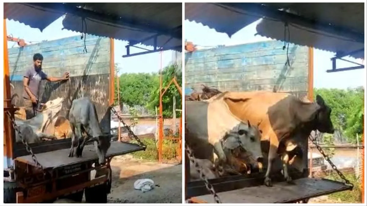 Nagpur Police arrested cattle smugglers they were using UP passing vehicle- India TV Hindi