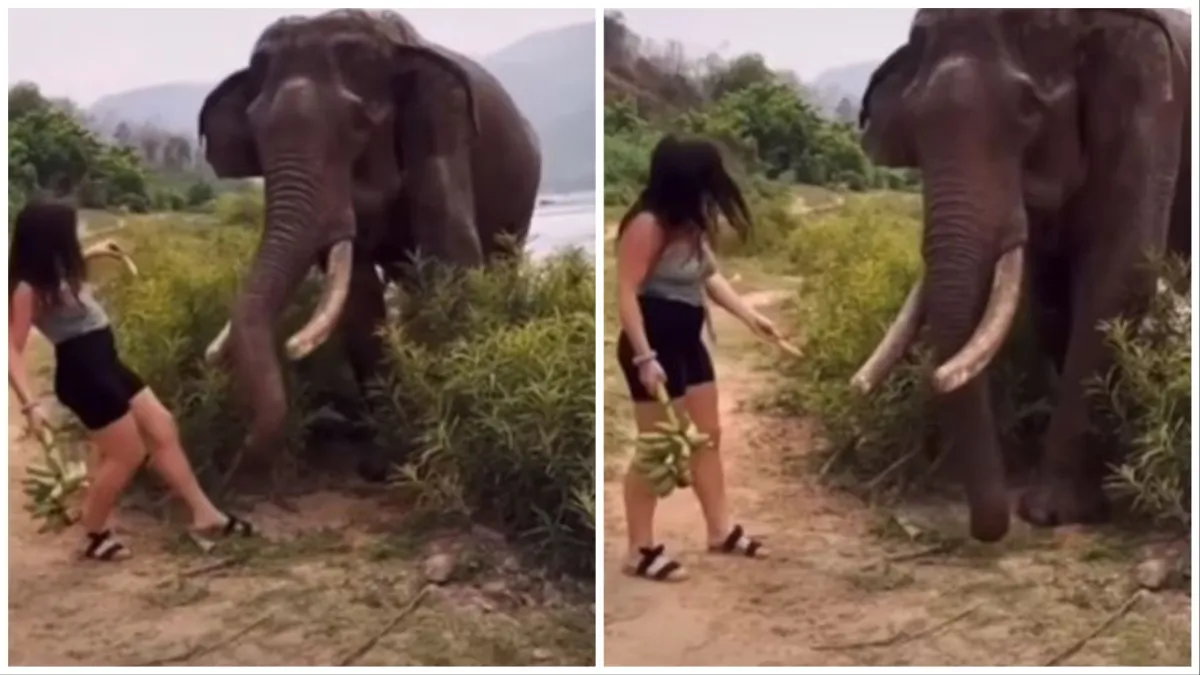 Ladki Aur Hathi Ka Video Hathi ne ladki ko mara elephant attack on girl google trending viral videos- India TV Hindi