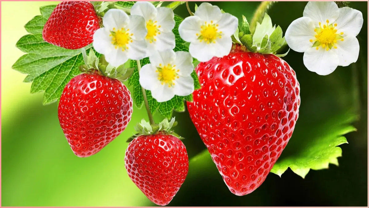 strawberry_benefits- India TV Hindi