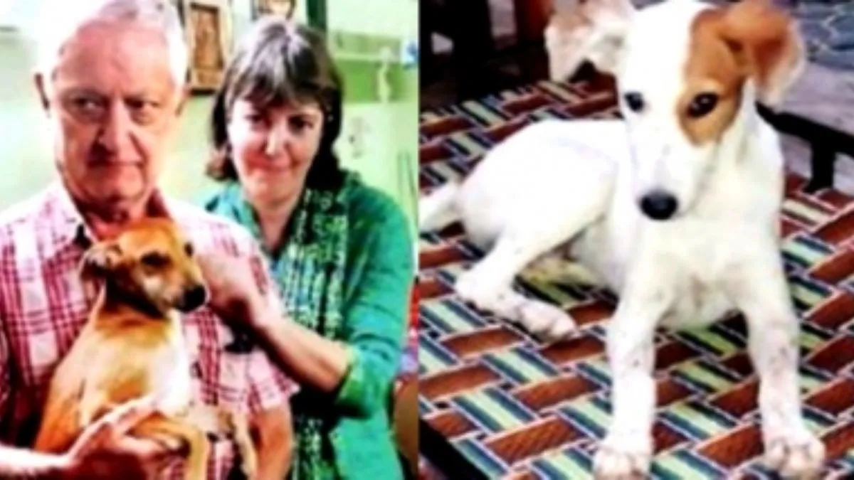 मोती और जया नाम के देसी कुत्ते हमेशा के लिए जाएंगे विदेश- India TV Hindi