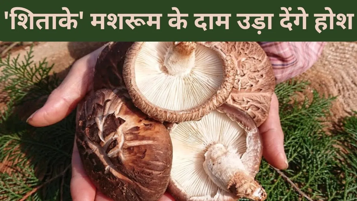 Mushroom farmers upbeat over commercial farming of Shiitake in J&K- India TV Paisa
