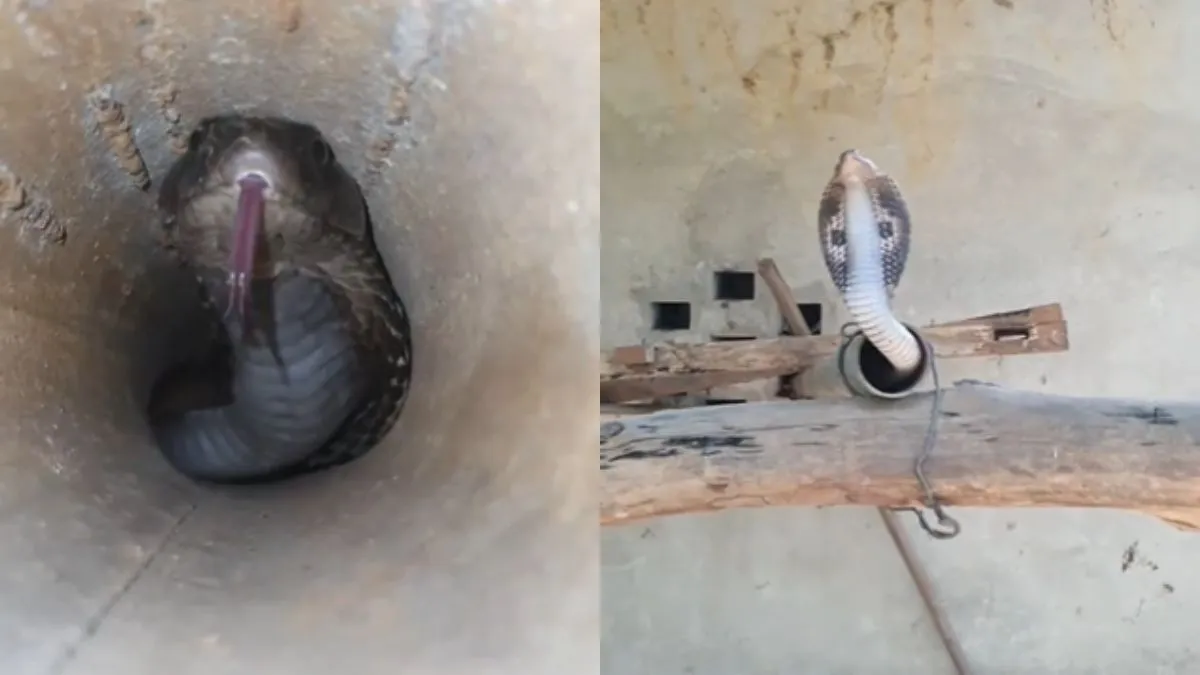 लोहे के पाइप के अंदर छिपकर बैठा था कोबरा सांप।- India TV Hindi