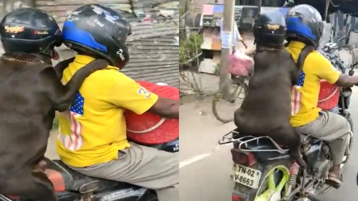 हेलमेट लगा बाइक पर बैठकर सैर करता हुआ कुत्ता।- India TV Hindi