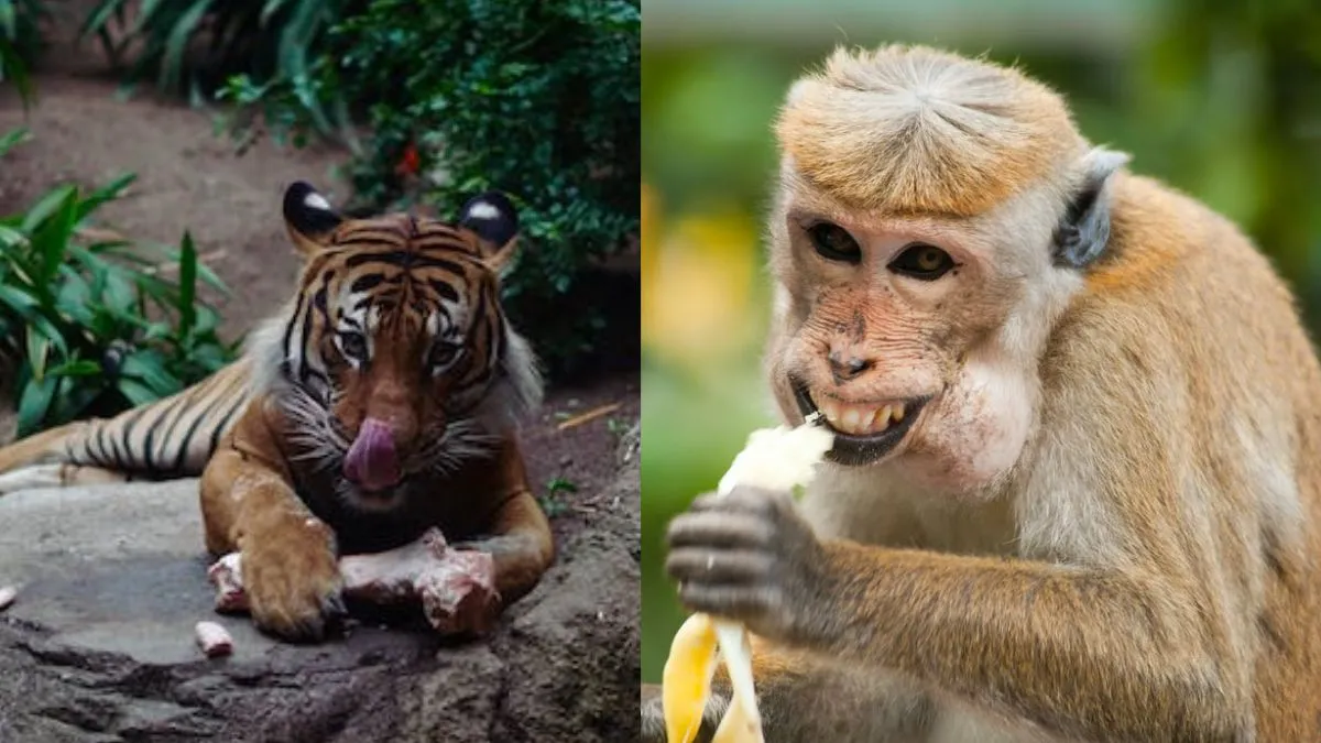 funny video of monkey and tiger viral- India TV Hindi
