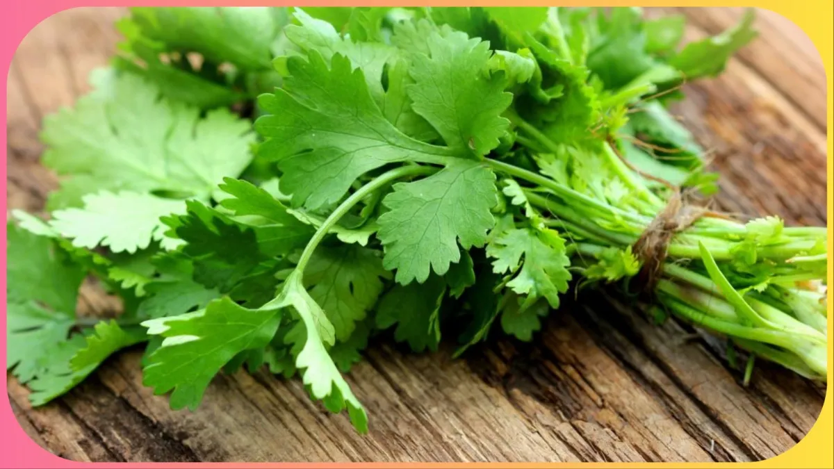 how_to_store_coriander_leaves- India TV Hindi