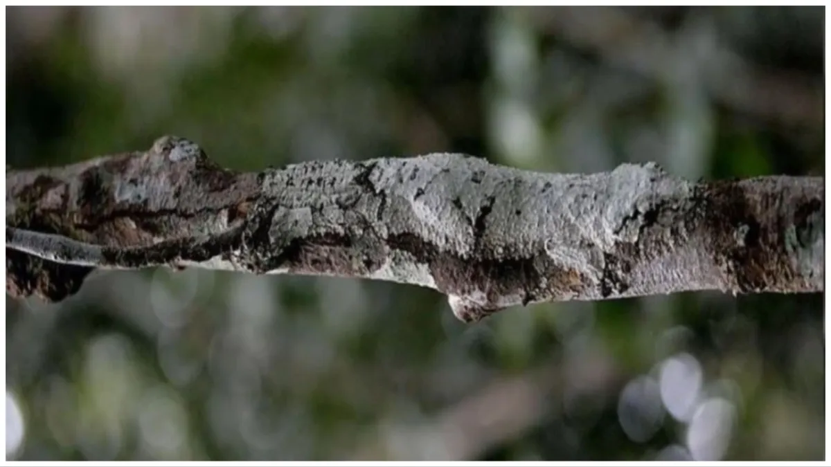 Optical Illusion mind blowing photo may  blow your head Lizard hidden on the branch of the tree Goog- India TV Hindi