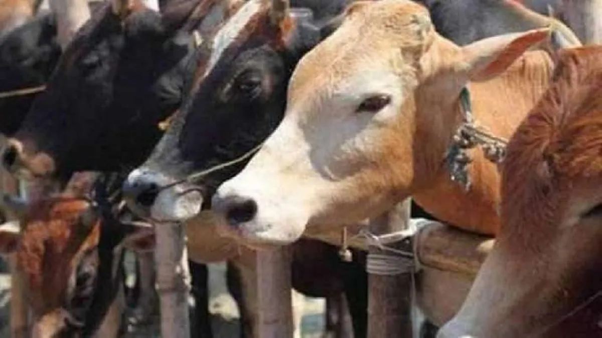 Karnataka  Cow- India TV Hindi