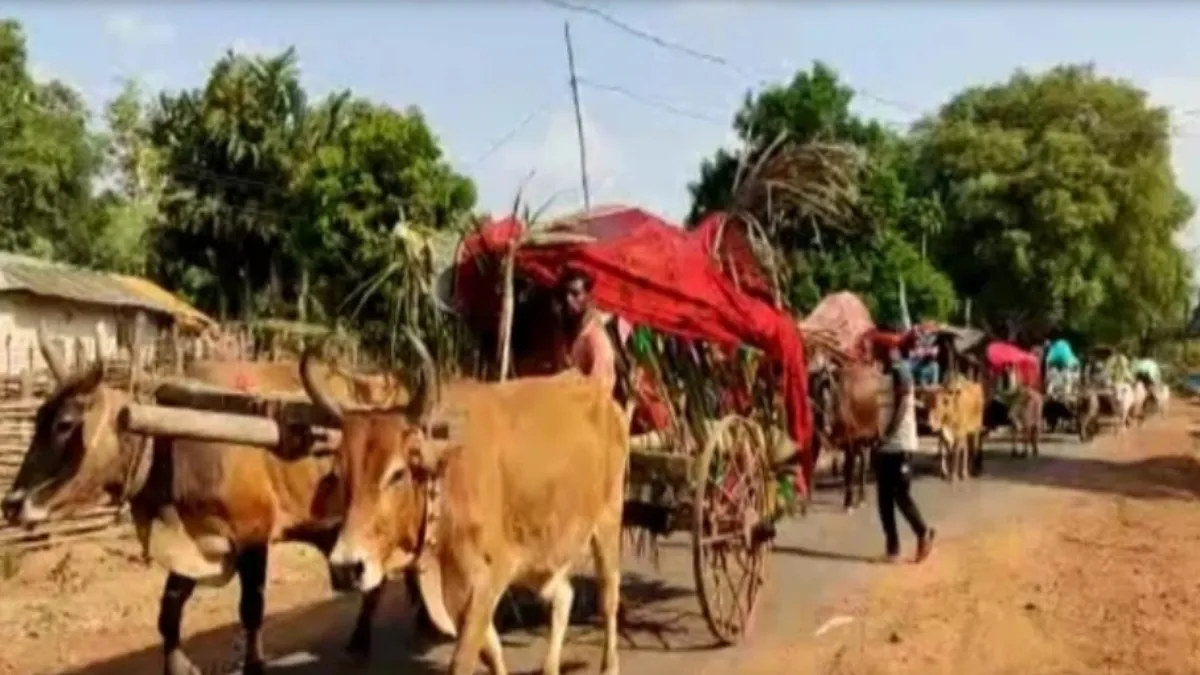 baraat on bullock cart- India TV Hindi