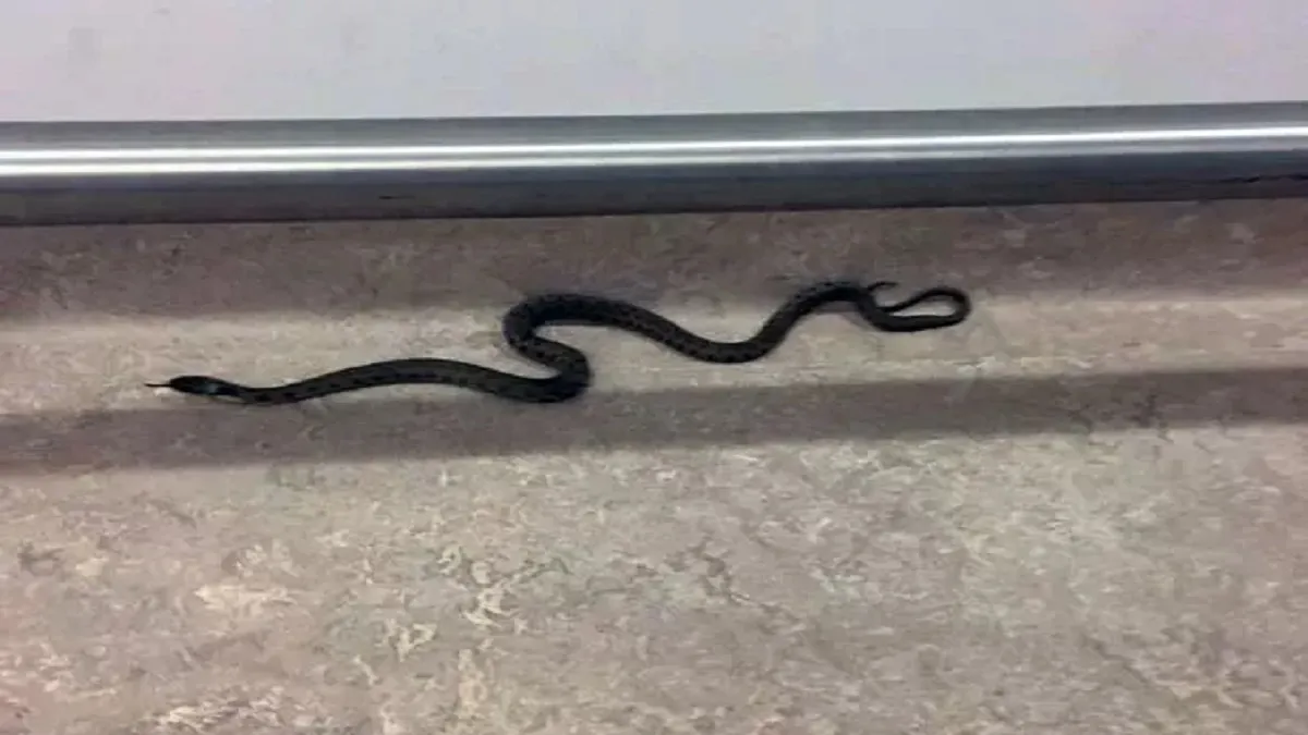 snake in hospital- India TV Hindi