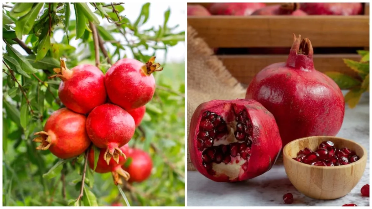 pomegranate peel benefits- India TV Hindi