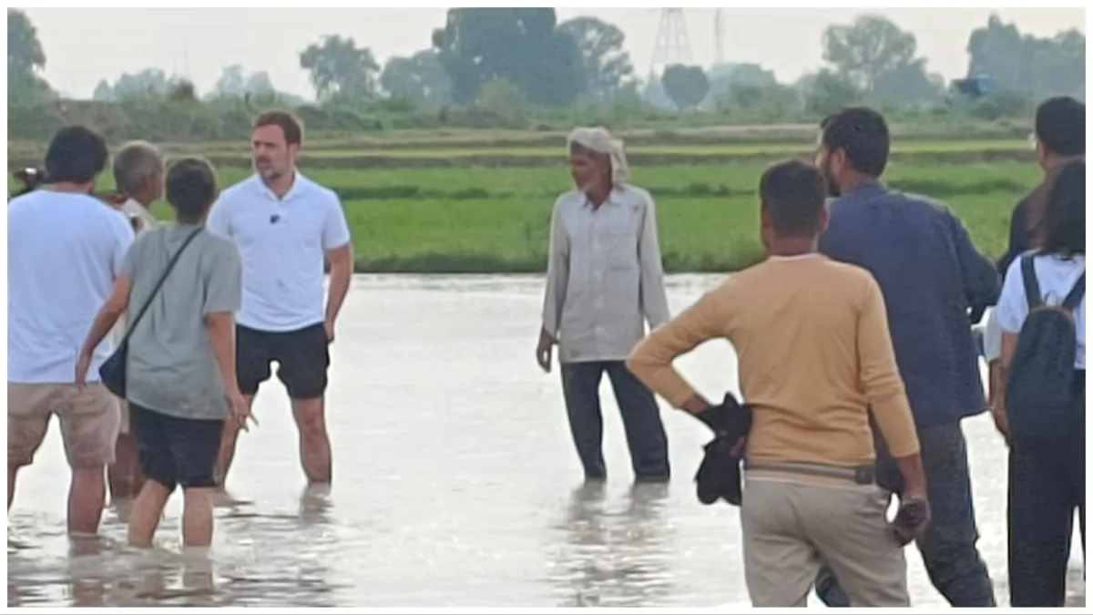 Rahul gandhi planted rice and plowed tractor in sonipat with laborers- India TV Hindi