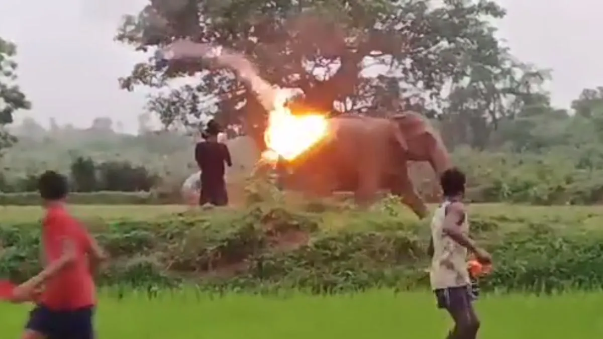 हाथियों पर आग से हमला करने का वीडियो वायरल- India TV Hindi