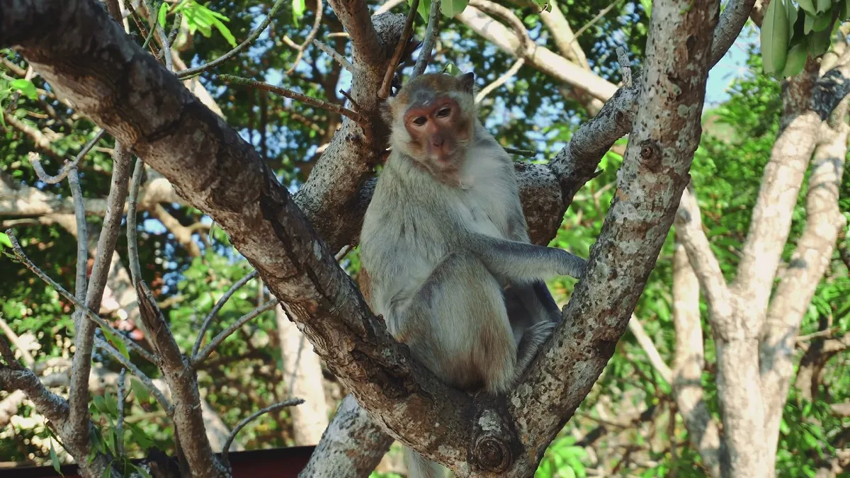 monkey- India TV Hindi