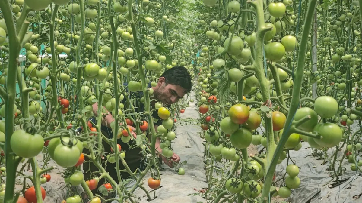 tomato farming- India TV Hindi