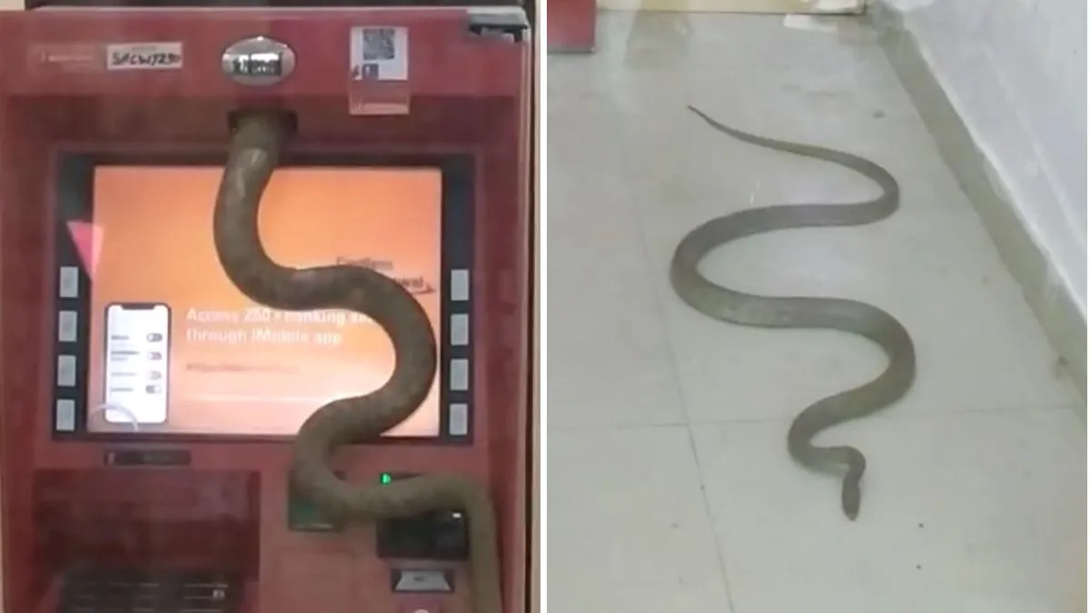 snake in atm- India TV Hindi