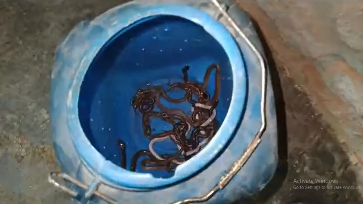 Sawan Snakes, Snakes Rohtas, Rohtas Sawan Snakes- India TV Hindi