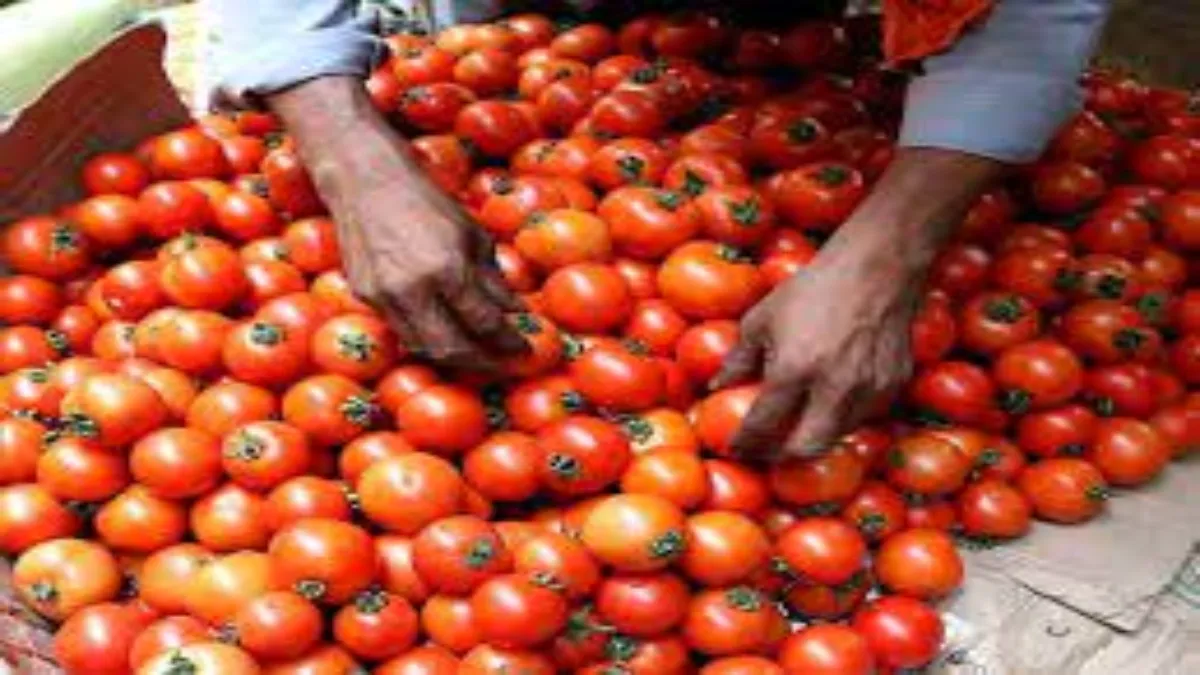 tomato price hike- India TV Hindi