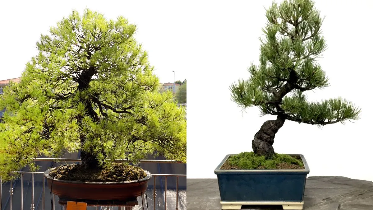 Japanese white pine Bonsai tree- India TV Hindi