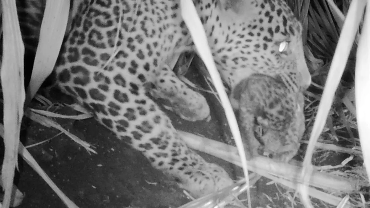 Leopard Cub- India TV Hindi