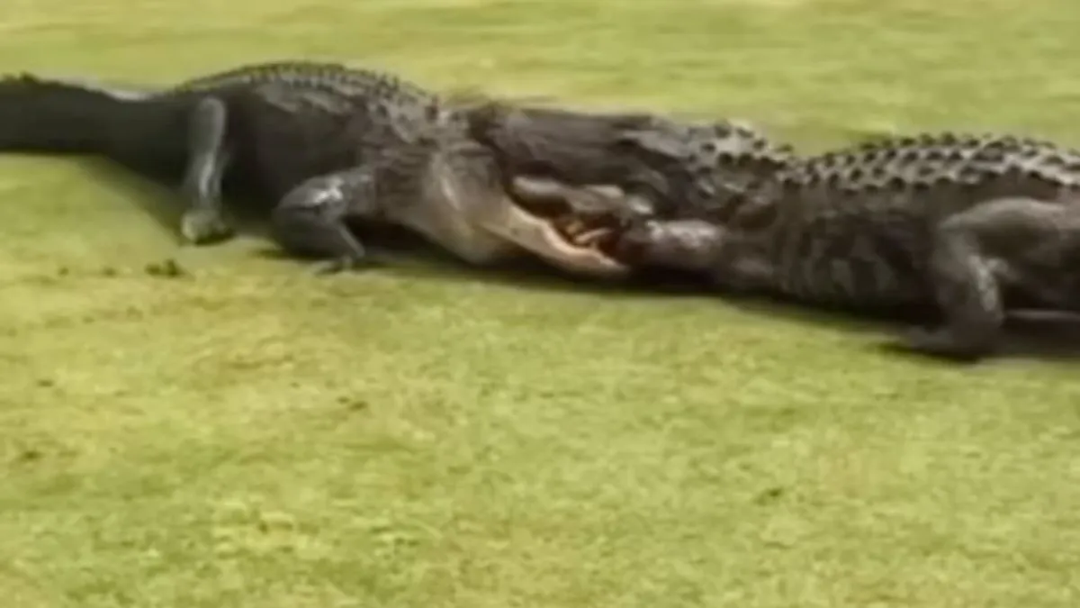 Crocodile Fight- India TV Hindi