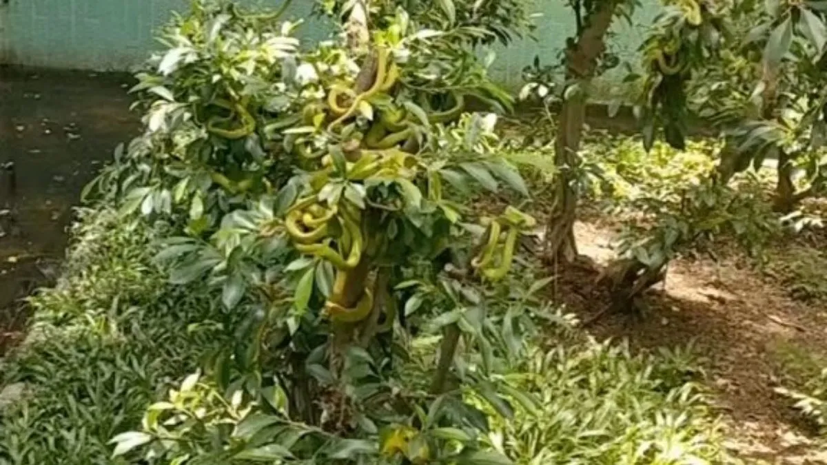 Snake Farming- India TV Hindi