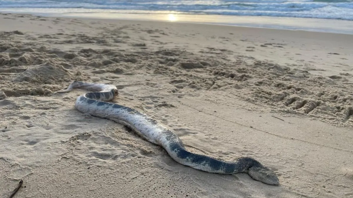 Snake at beach- India TV Hindi