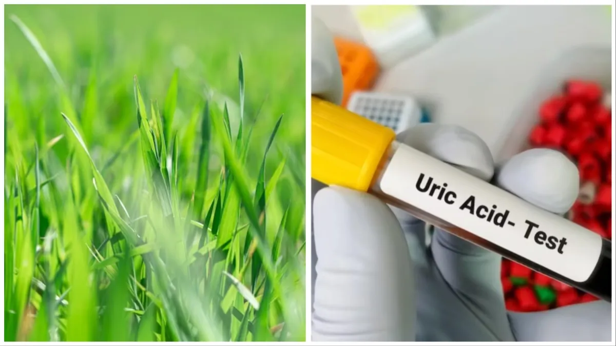 fastest way to cure uric acid- India TV Hindi