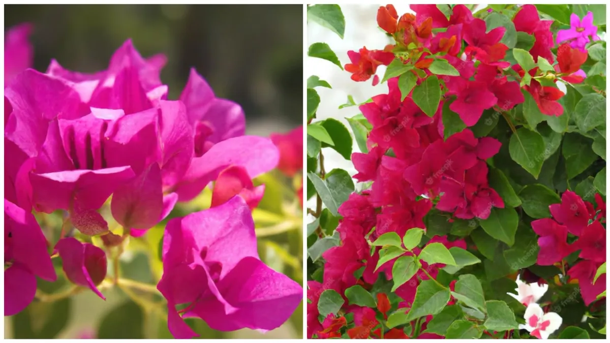 bougainvillea health benefits- India TV Hindi