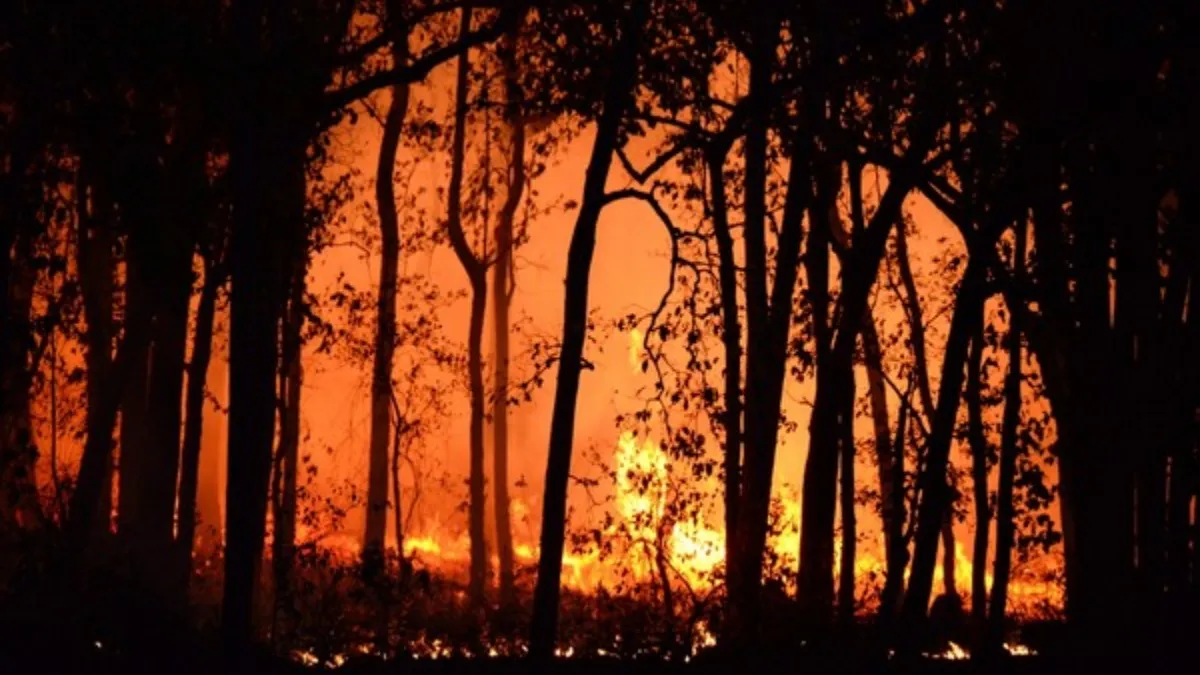 कनाडा के जंगलों में भीषण आग- India TV Hindi