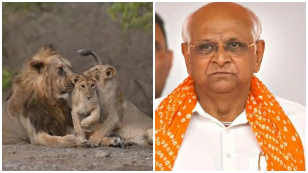 CM Bhupendra Patel launched Singh Soochna app monitoring the activities of lions will be easy- India TV Hindi
