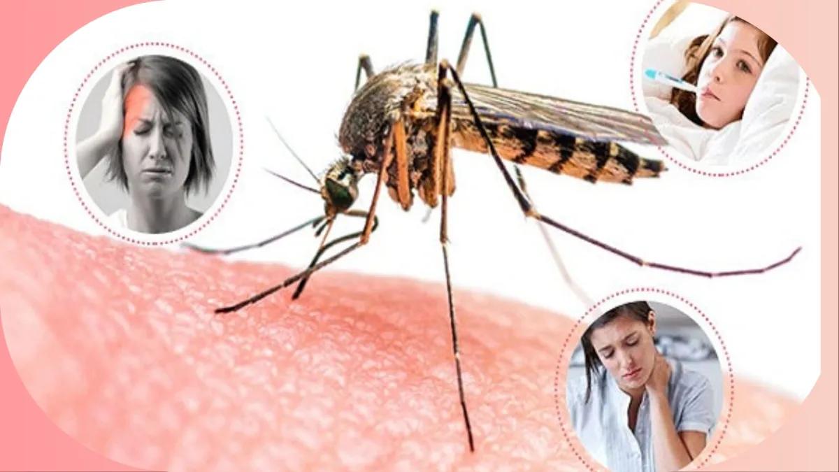  Natural remedies for dengue malaria- India TV Hindi