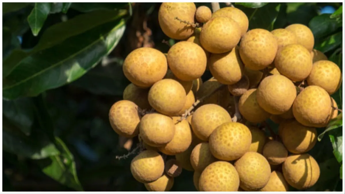 longan_benefits- India TV Hindi