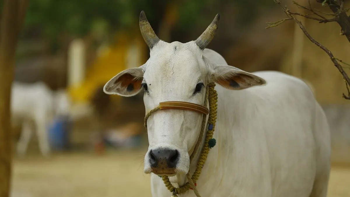 Cow Slaughter, Cow Slaughter Meerut, Cow Slaughter News- India TV Hindi