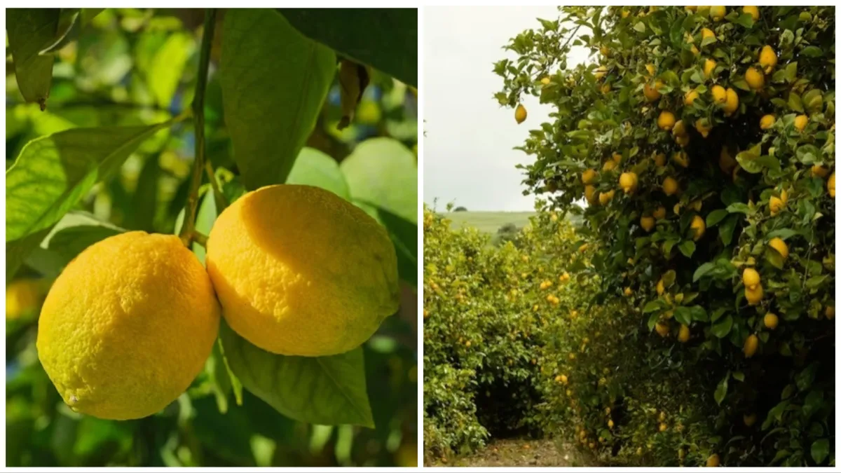 benefits of lemon leaves- India TV Hindi