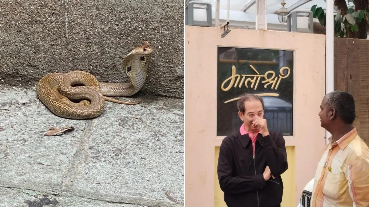 snake found in matoshree- India TV Hindi