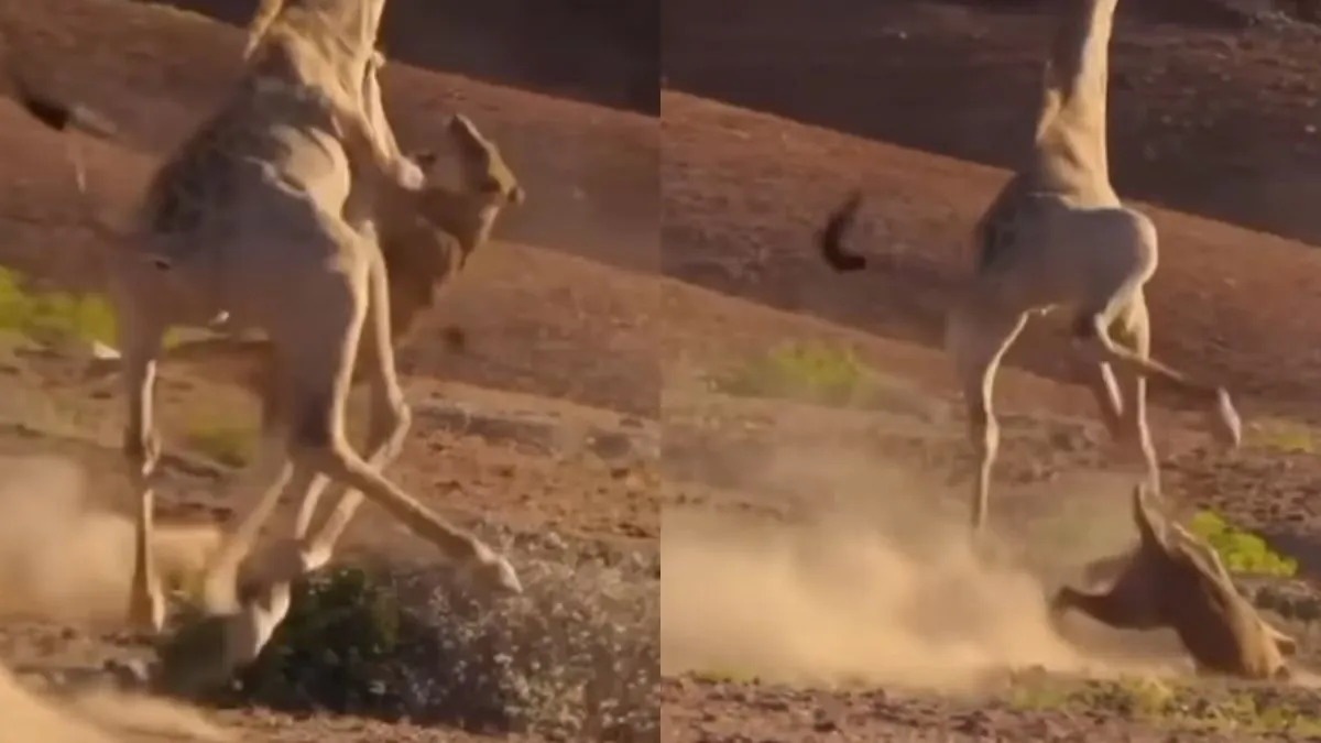  lioness attacked on giraffe- India TV Hindi