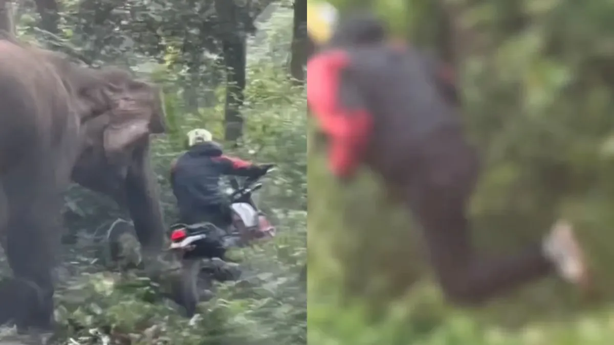 जंगल में बीच सड़क पर हाथी ने बाइक सवार पर कर दिया हमला,- India TV Hindi