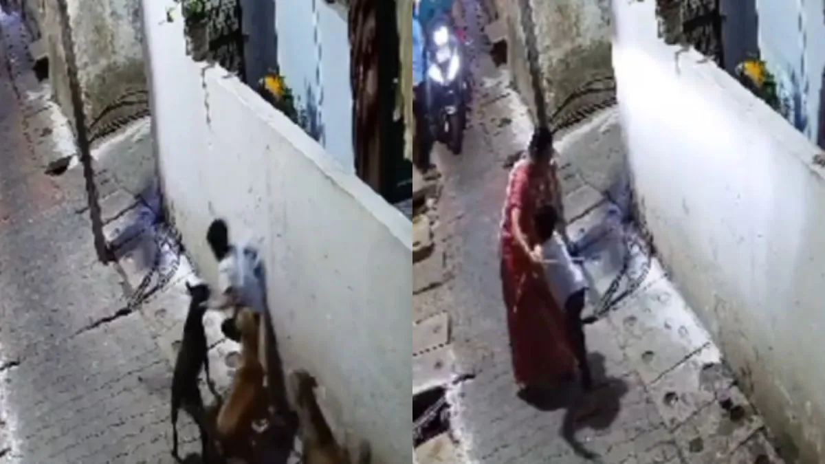 Stray dogs attack- India TV Hindi