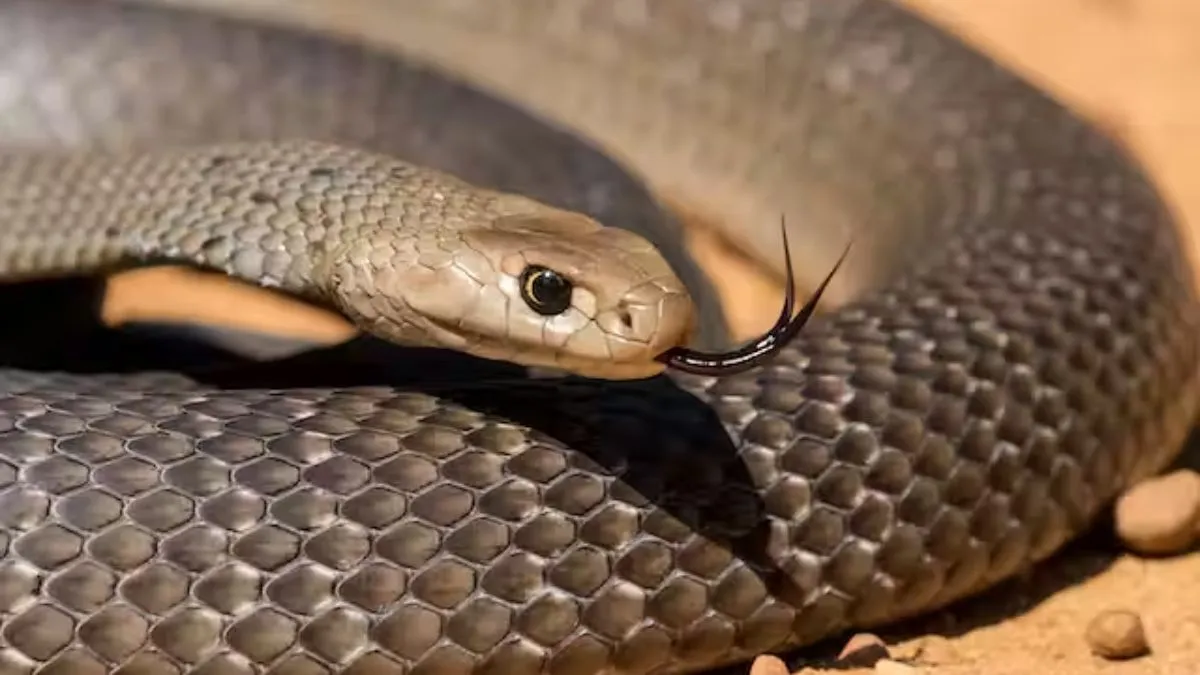 हरियाणा के एक शख्स ने 10 साल में 5,600 सापों को किया रेस्क्यू- India TV Hindi