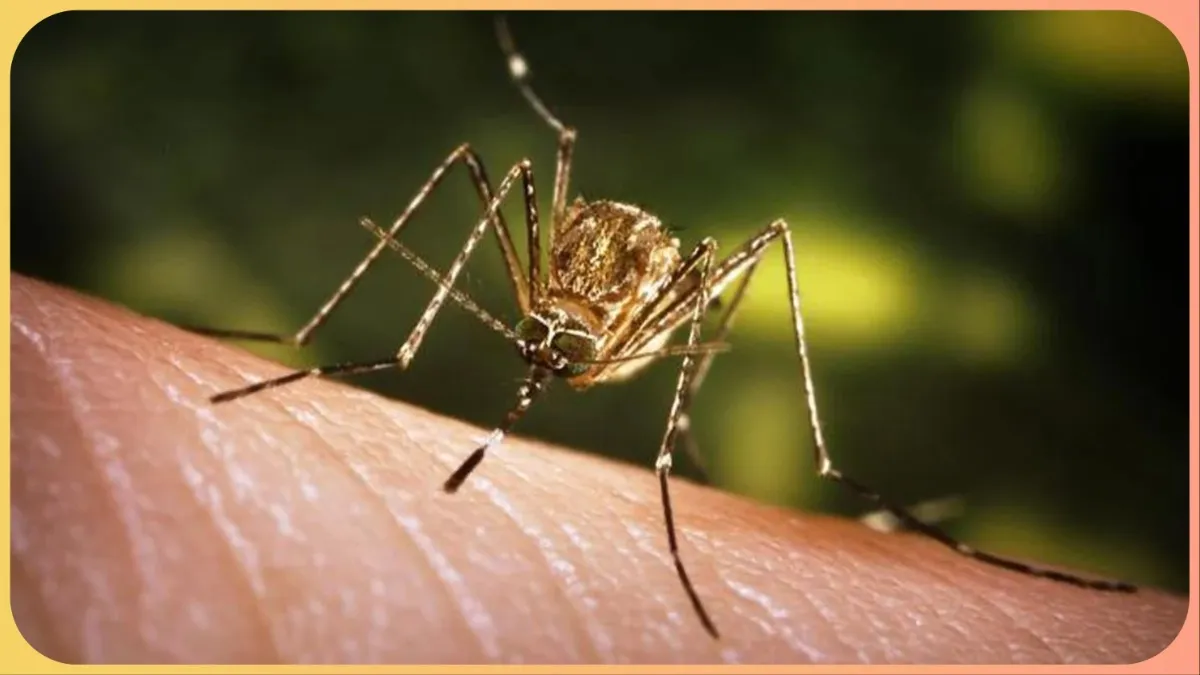 japanese encephalitis caused by which mosquito - India TV Hindi