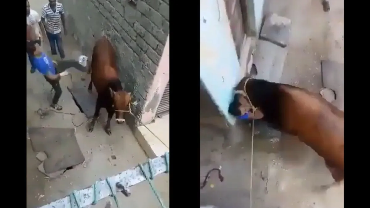 गाय से पंगा लेना पड़ गया भारी- India TV Hindi