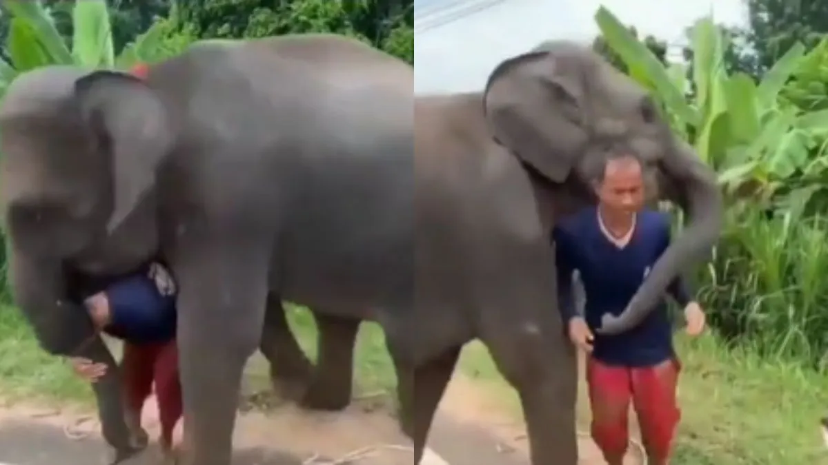 हाथी और उसके मालिक का ऐसा प्यार- India TV Hindi