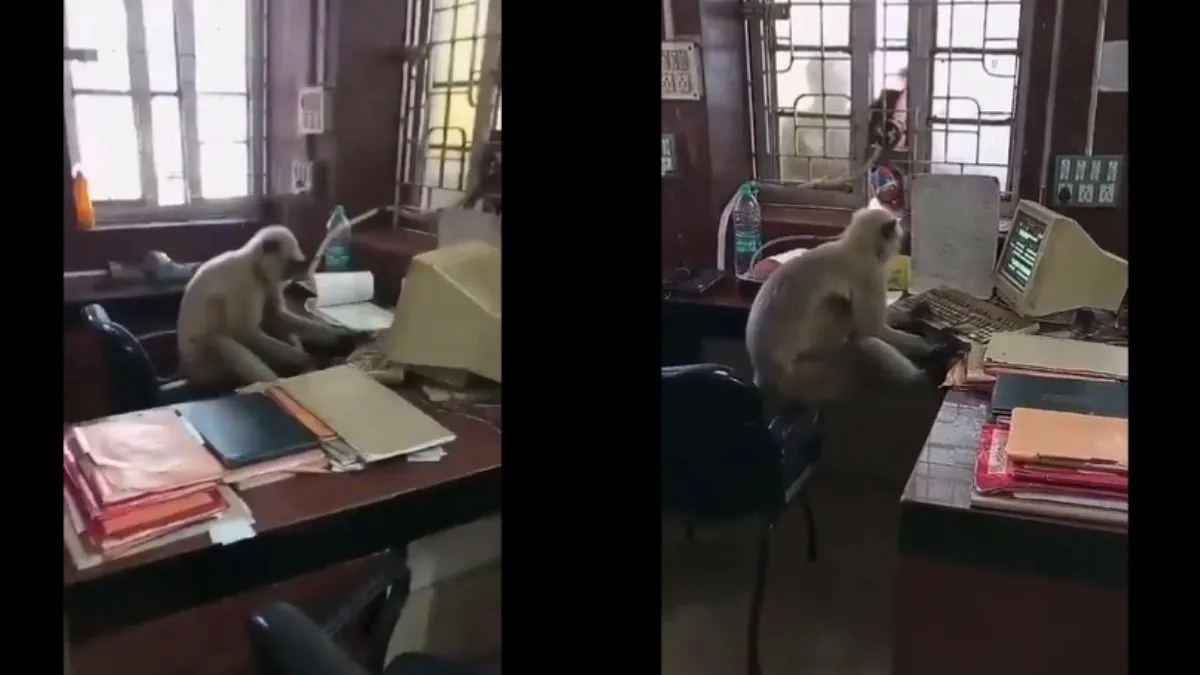 'बंदर मामा' ने संभाल ली है अपनी कुर्सी- India TV Hindi