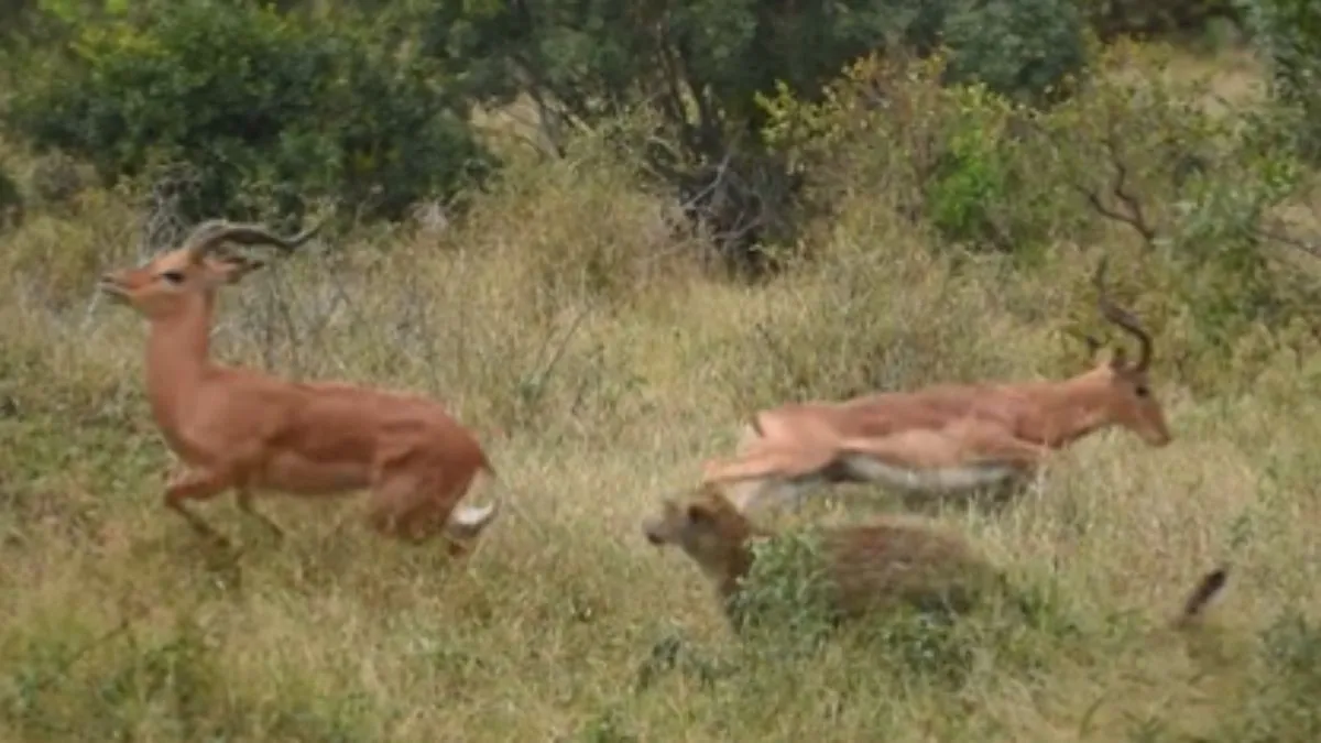 दो हिरणों की लड़ाई में तेंदुआ का फायदा- India TV Hindi