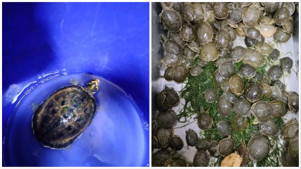 Turtle smuggling busted 955 turtles of rare species seized price in the market is more than Rs 1 cro- India TV Hindi