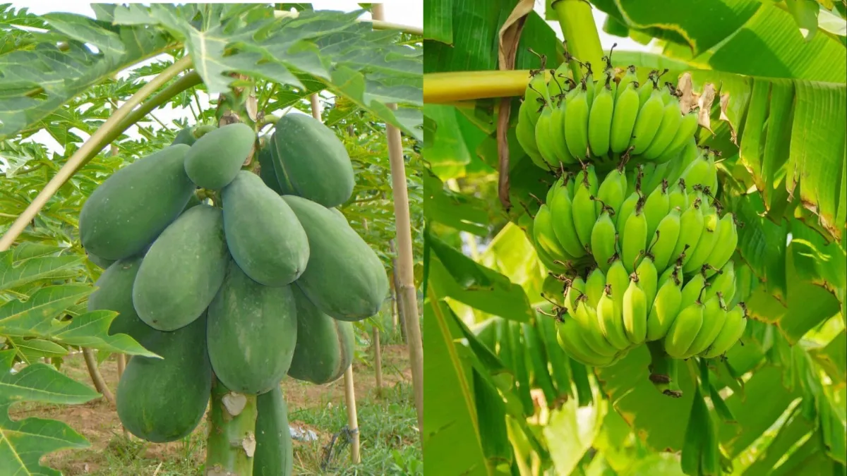 raw banana papaya benefits in high uric acid- India TV Hindi