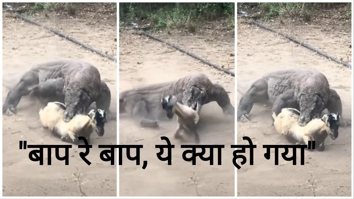 Comodo Dragon Ka Video giant comodo dragon killed goat google trending mind blowing viral video- India TV Hindi