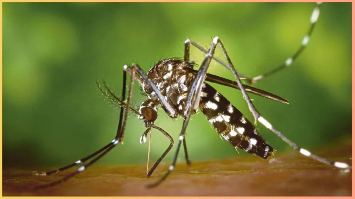  dengue symptoms - India TV Hindi