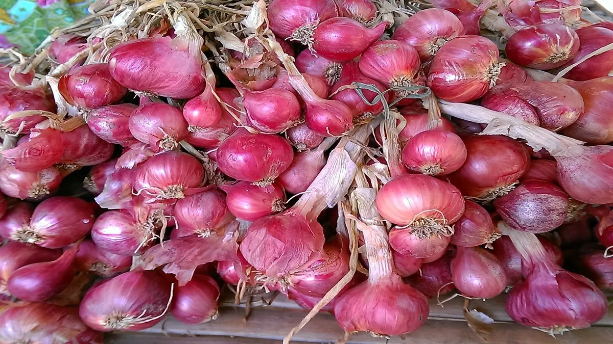 दिल्ली की आजादपुर मंडी में (Onion Price Delhi) एक हफ्ते पहले 20 से 30 रुपये किलो था प्याज का भाव।- India TV Paisa