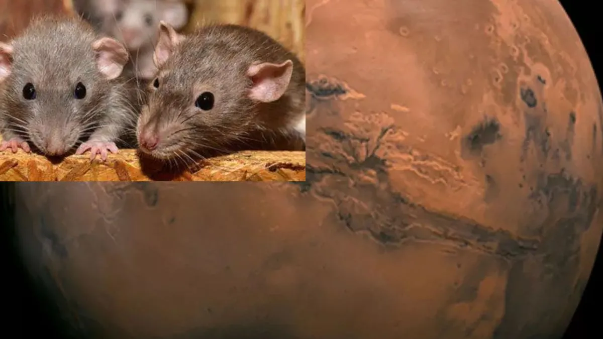 शोध: मंगल ग्रह पर जिंदा रह सकते हैं चूहे- India TV Hindi
